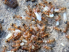 Tetramorium bicarinatum
