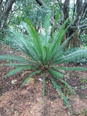 Dioon edule