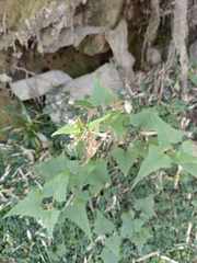 Parasenecio nokoensis
