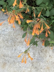 Agastache aurantiaca