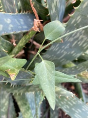 Funastrum cynanchoides