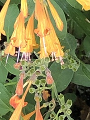 Agastache aurantiaca