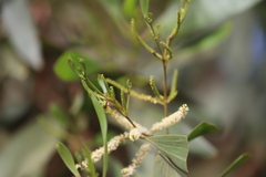 Acacia polystachya