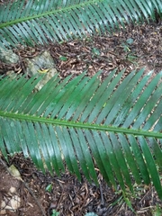 Dioon edule