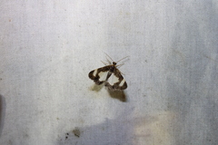 Heliomata cycladata