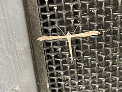 Stenoptilia zophodactylus