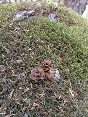 Tsuga chinensis