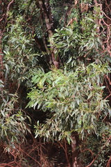 Acacia polystachya
