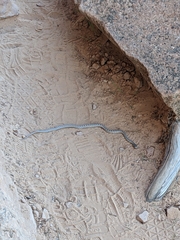 Pituophis catenifer deserticola