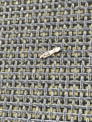 Crocidosema plebejana