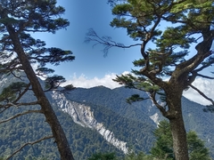 Tsuga chinensis