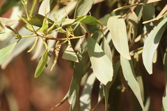 Acacia polystachya