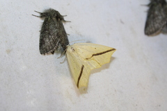 Tetracis crocallata
