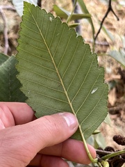 Alnus rubra
