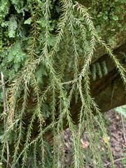 Phlegmariurus varius