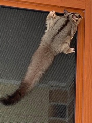 Petaurus norfolcensis