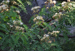 Albizia kalkora