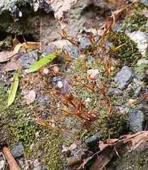 Tortula muralis muralis