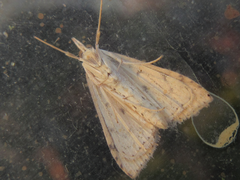 Udea ferrugalis