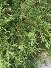 Juniperus horizontalis