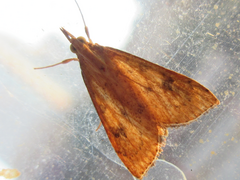Udea ferrugalis