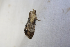 Dasylophia thyatiroides