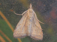 Udea ferrugalis