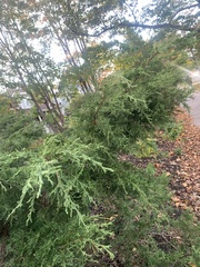 Juniperus horizontalis