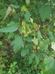 Physocarpus opulifolius