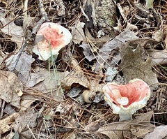 Russula rosacea