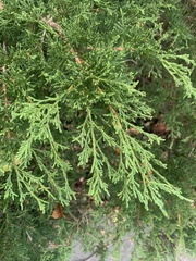 Juniperus horizontalis