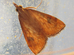 Udea ferrugalis