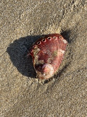 Haliotis coccoradiata