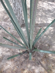Agave