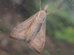 Udea ferrugalis