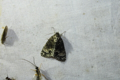 Acronicta
