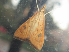 Udea ferrugalis