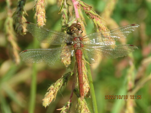 Striped Meadowhawk photo 5