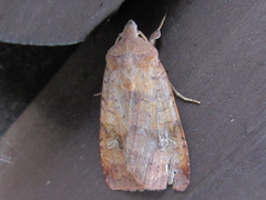 Diarsia canescens