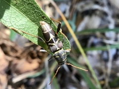 Neoclytus scutellaris