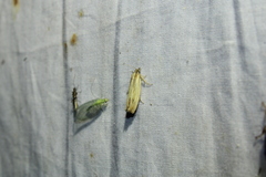 Eucosma radiatana