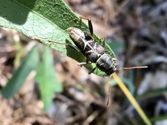 Neoclytus scutellaris