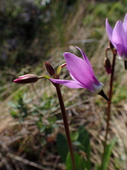 Primula jeffreyi