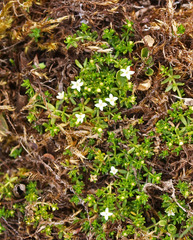 Crassula ruamahanga