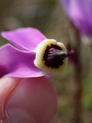 Primula jeffreyi