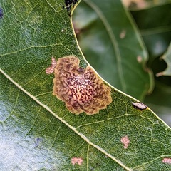 Tischeria quercitella