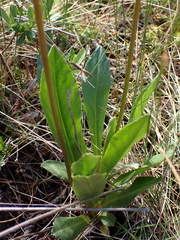 Primula jeffreyi