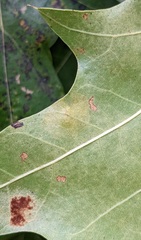 Tischeria quercitella