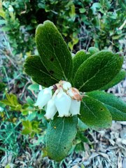 Gaultheria insana