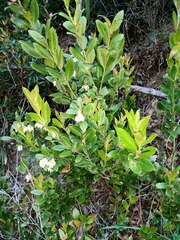Gaultheria insana